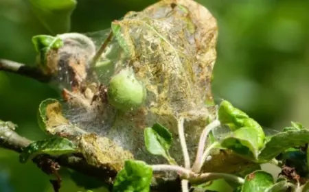 apfelbaum schädlinge raupen gespinster