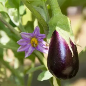 Aubergine selbst anbauen was sind schlechte Nachbarn