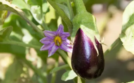 Aubergine selbst anbauen was sind schlechte Nachbarn