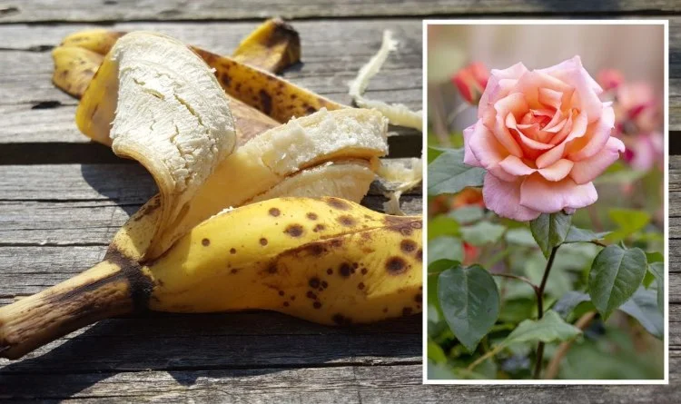 bananenschalen als dünger für junge rosen im sommer verwenden