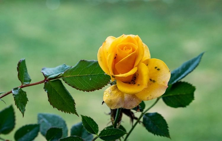 Treat the pest infestation on roses as soon as possible