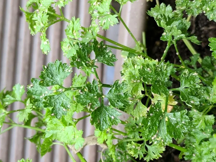 If infested with pests, the parsley can turn yellow