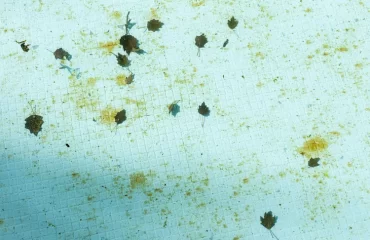 bei gefallenen blättern und algen einen verscmutzen poolboden reinigen müssen