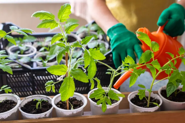 Bei jungen Tomatenpflanzen eine geringere Konzentration wählen