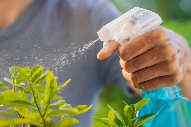 Besprühen Sie die Pflanzen mit einem Rhabarberblätter-Sud gegen Schädlingsbefall