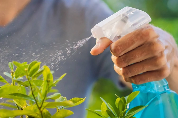 Besprühen Sie die Pflanzen mit Seifenlauge, um Gewittertierchen zu bekämpfen