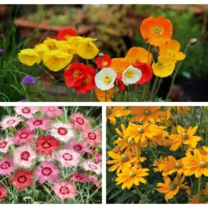 besten sommerblumen brauchen wenig wasser pflanzen für trockene böden