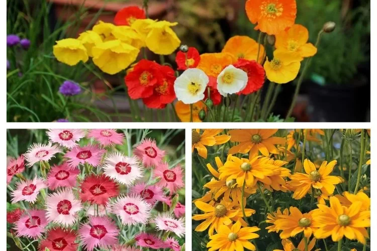 besten sommerblumen brauchen wenig wasser pflanzen für trockene böden