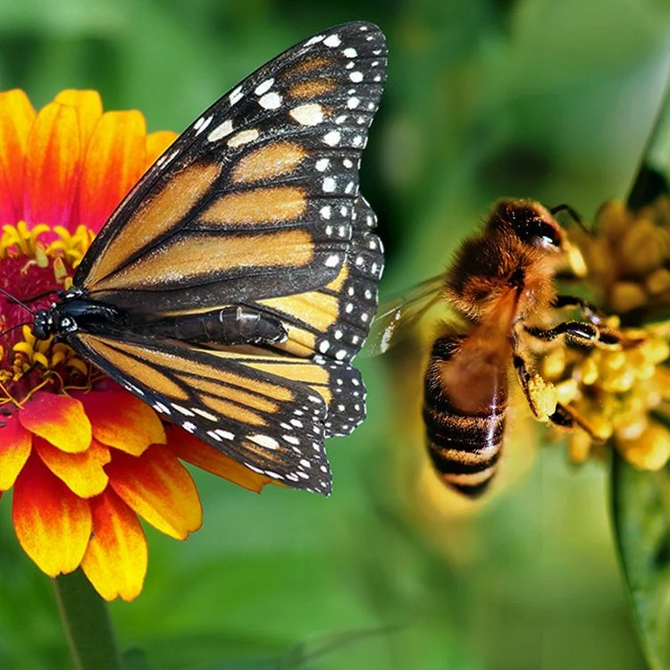 Bienen, Schmetterlinge und andere Bestäuber anlocken