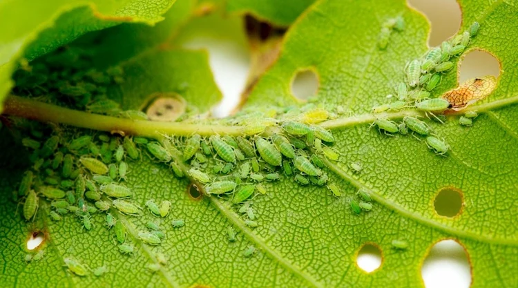 blattläuse sind insekten, die in gruppen die blätter ihrer hortensienpflanzen befallen