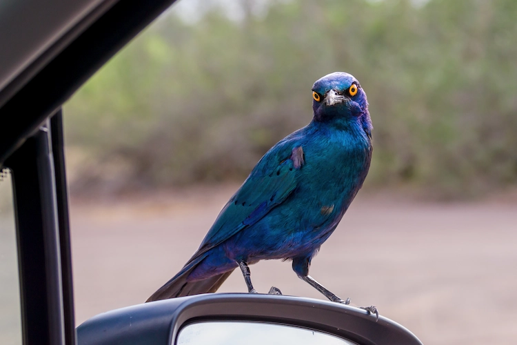 blauer vogel steht auf dem seitenspiegel eines fahrzeugs