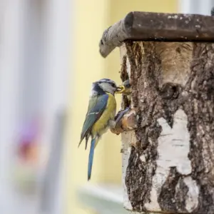 blaumeise füttert seine jungen nach der brutzeit in einem vogelhaus