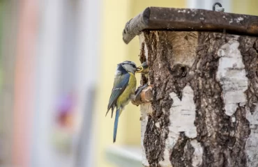 blaumeise füttert seine jungen nach der brutzeit in einem vogelhaus