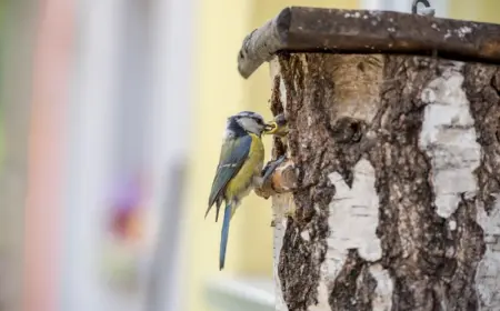 blaumeise füttert seine jungen nach der brutzeit in einem vogelhaus