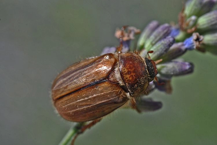 Braunen Käfer erkennen - Junikäfer (Amphimallon solstitiale)