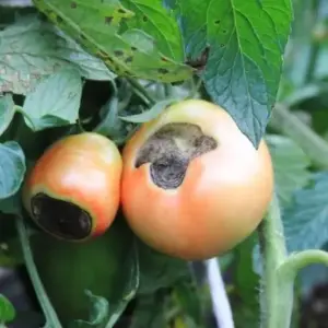 braunfäule vorbeugen und heilen an tomaten