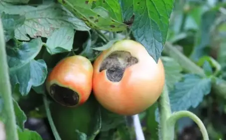 braunfäule vorbeugen und heilen an tomaten