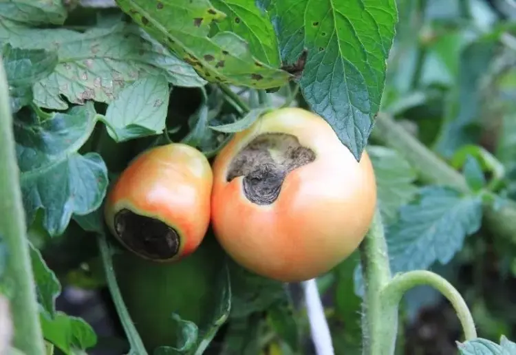 braunfäule vorbeugen und heilen an tomaten