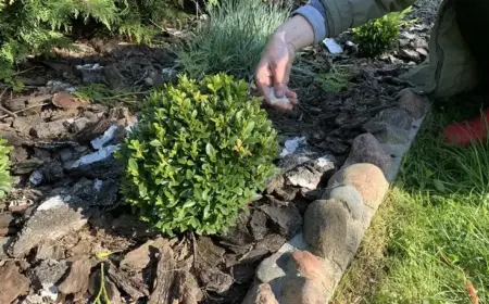 buchsbaum mit algenkalk gegen zünslerbefall düngen