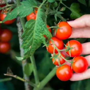 cocktailtomaten auf dem balkon pflegen mit diesen tipps erzielen sie die beste ernte