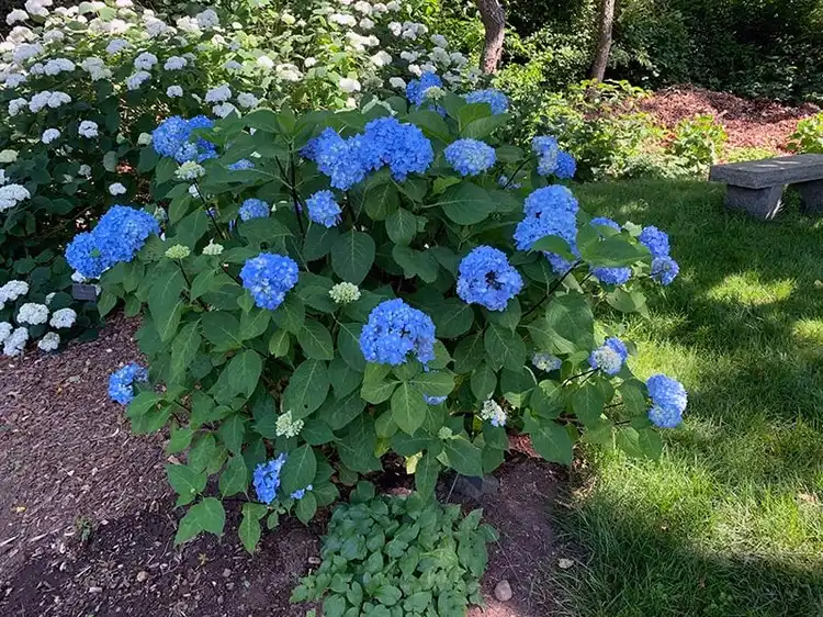 Damit Hortensien wirklich blau blühen, brauchen sie einen sauren Boden