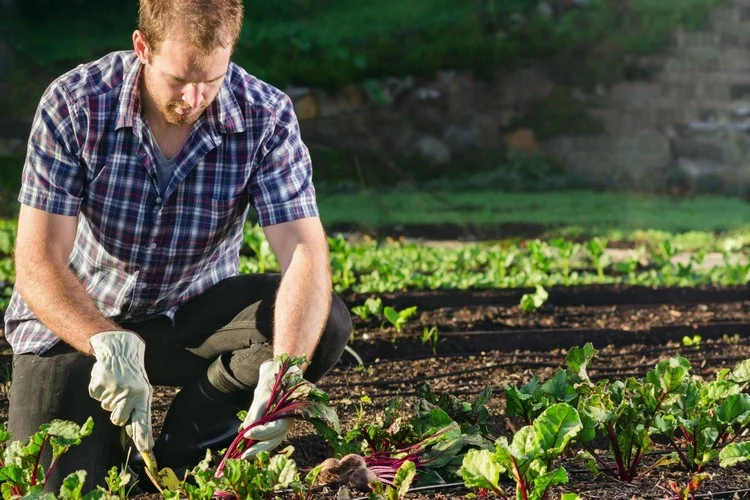 Damit Ihre Zucchini-Pflanzen gedeihen, legen Sie in Ihrem Garten die richtige Mischkultur an