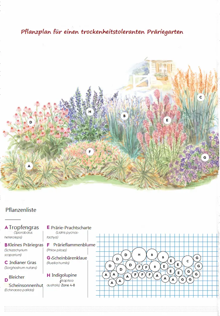 das ist ein ein ausführlicher präriegarten pflanzplan für ihren außebnereich