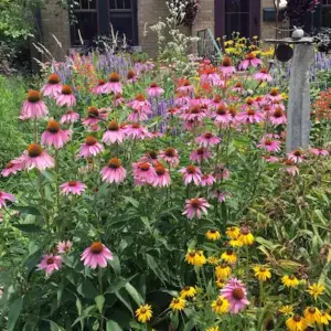 das schöne an einem präriegarten, ist, dass er wenig pflege benötigt.