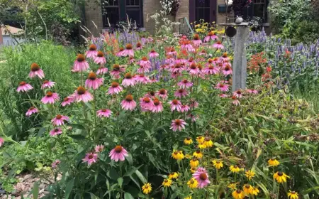 das schöne an einem präriegarten, ist, dass er wenig pflege benötigt.