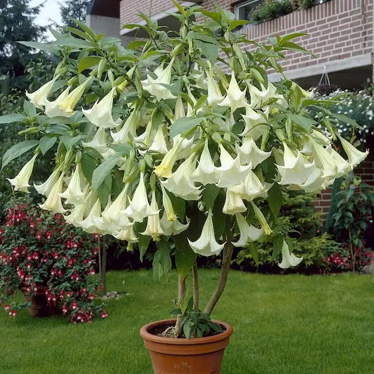 die engelstrompete (brugmansia) ist eine strauchartige pflanze