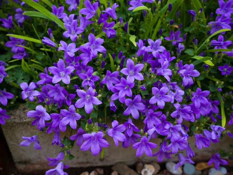 the bellflower plant has thin brown stems with light purple flowers