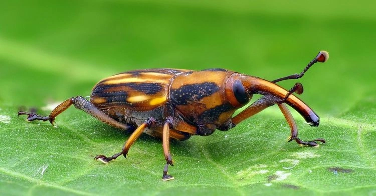 Die häufigsten Käfer im Juni - Rüsselkäfer