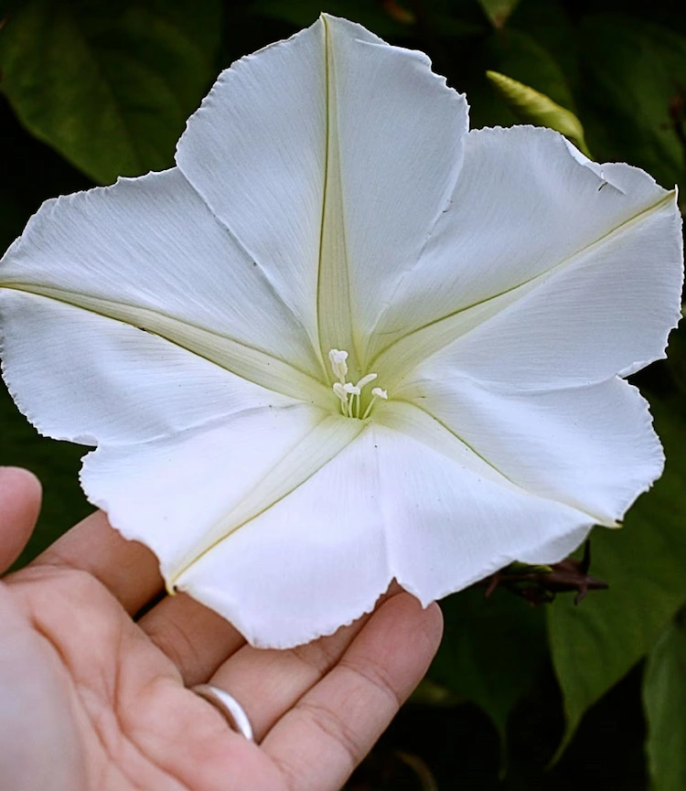 die mondblume (ipomoea alba) ist eine exotische pflanze