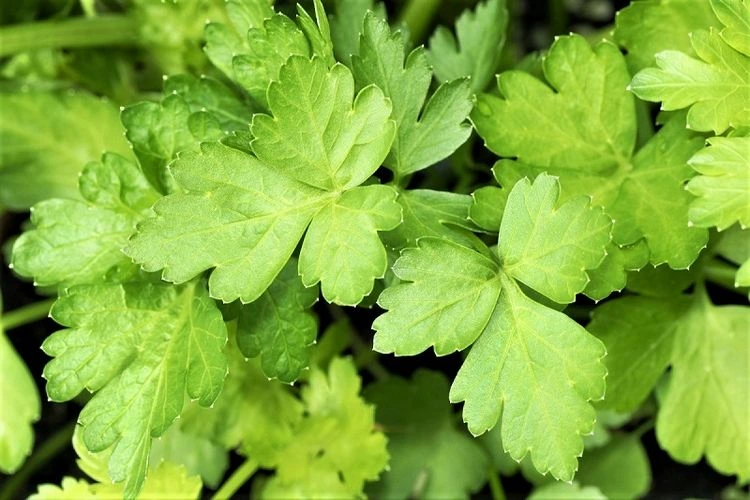 Parsley needs 6 to 8 hours of direct sunlight