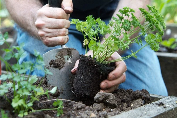 The parsley may turn yellow after repotting