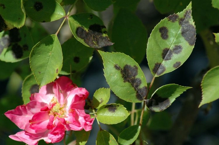 Die Schwarzfleckenkrankheit kann die Rosenblüte beeinträchtigen