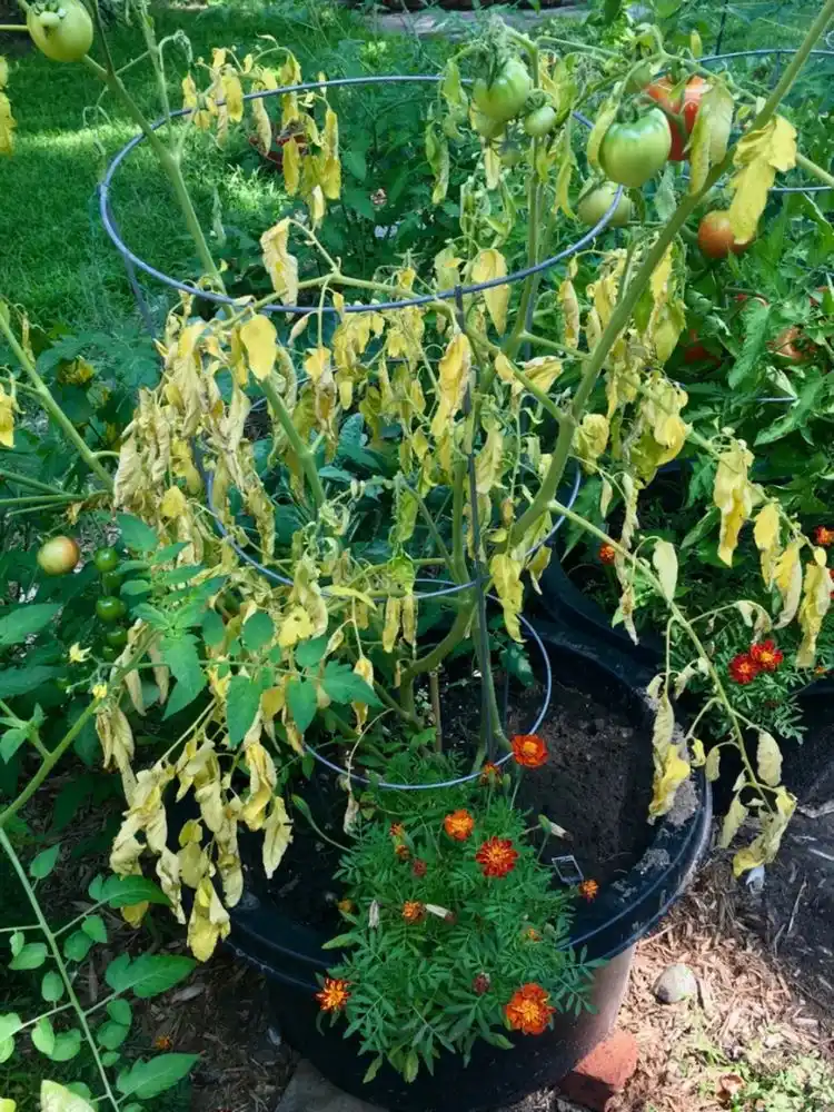 Die Überbewässerung ist auch ein Problem für Ihre Tomaten