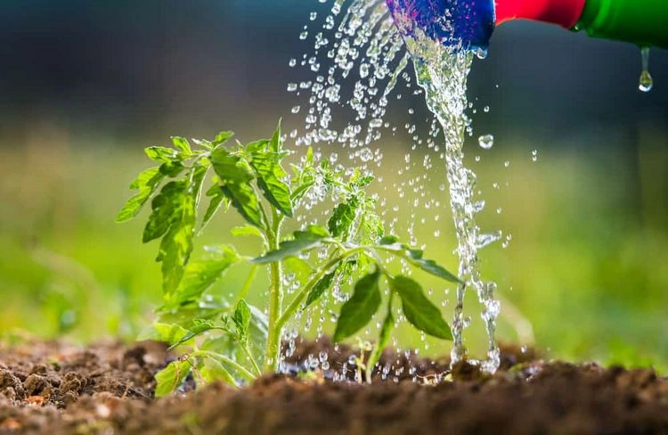 Die Unter- oder Überbewässerung kann das Wachstum von Tomatenpflanzen beeinträchtigen