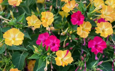 die wunderblume blüht am späten nachmittag und schließt sich am frühen morgen wieder