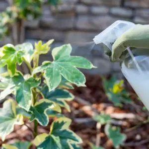 düngen mit milch vorteile und nachteile milch als dünger welche pflanzen