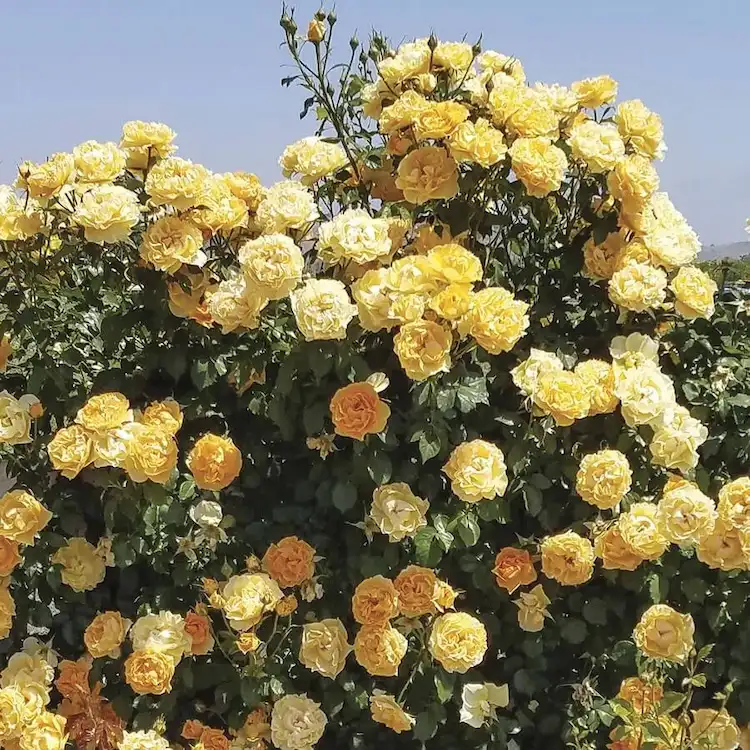 Fertilize the roses with banana peels to help them bloom properly