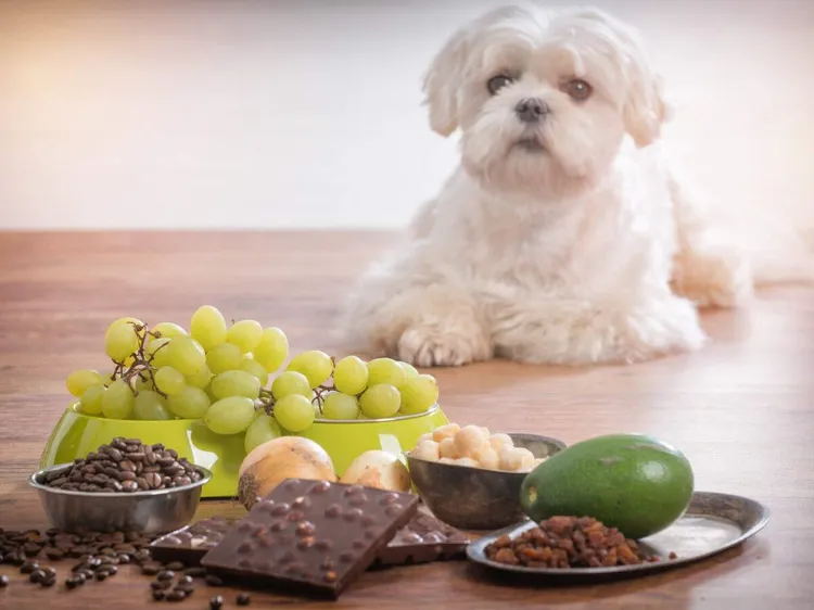 dürfen hunde avocados essen giftige lebensmittel für hunde