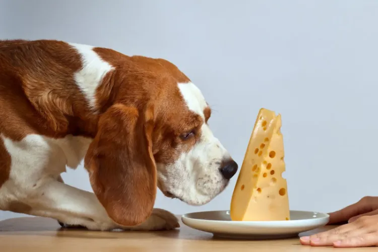 dürfen hunde feta essen ist käse gesund für hunde