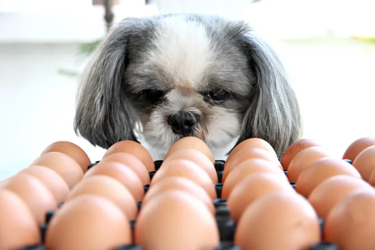 dürfen hunde rohe eier essen giftige lebensmittel für hunde