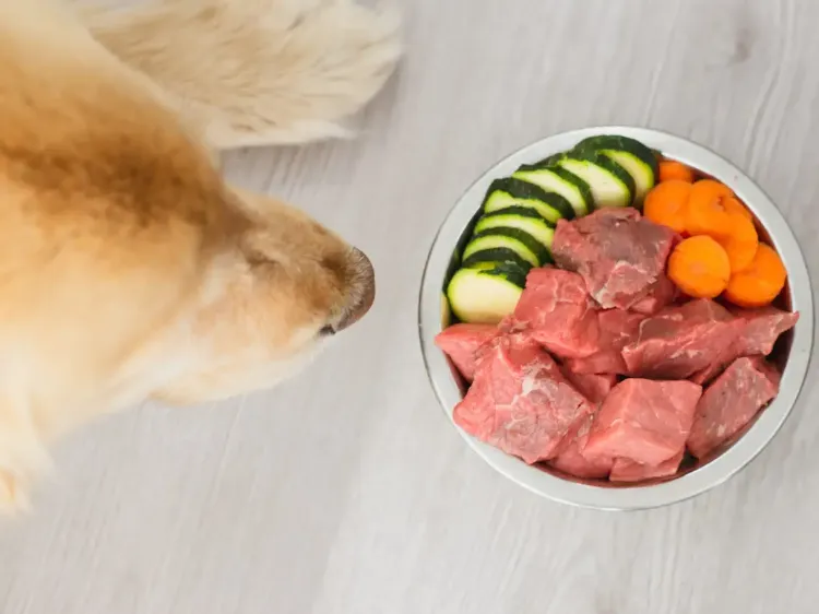 dürfen hunde rohes fleisch essen giftige lebensmittel für hunde