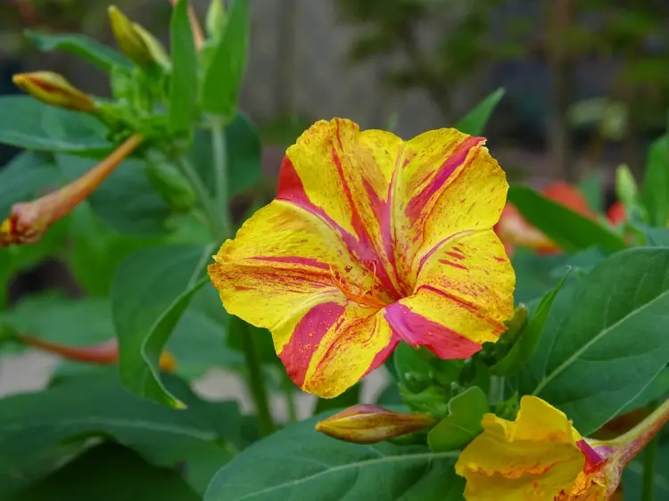 Duftende Gartenpflanzen - Die Wunderblume (Mirabilis) riecht stark nachts