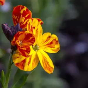Duftende Gartenpflanzen - Goldlack (Erysimum cheiri) für sonnige Standorte im Juni säen