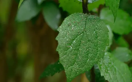 durch sekretion und absonderungen von blattläusen entstehenden honigtau von pflanzen entfernen können