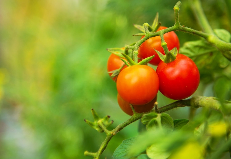 durch vorteilhafte bewässerungsmethode tomaten mit salzwasser gießen