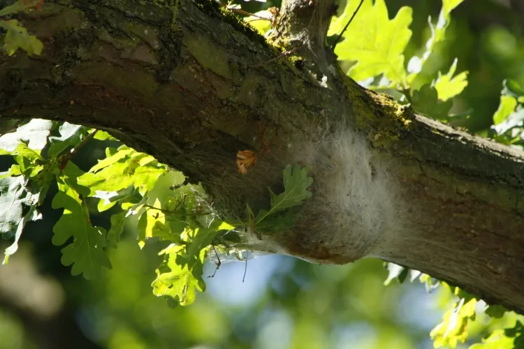 eichenprozessionsspinner nest erkennen und was tun